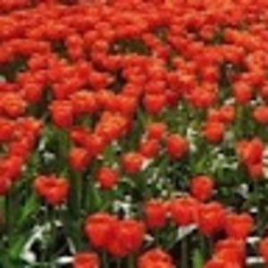 Meet your Posher, Aliki